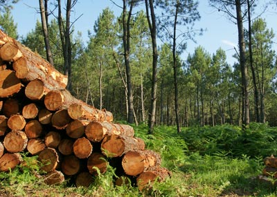 TRENDY - Sac de transport de bûches - Rangements à bois de chauffage -  Piskorski