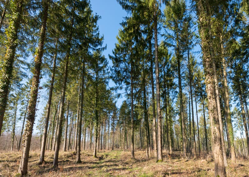 Achat de bois en foret